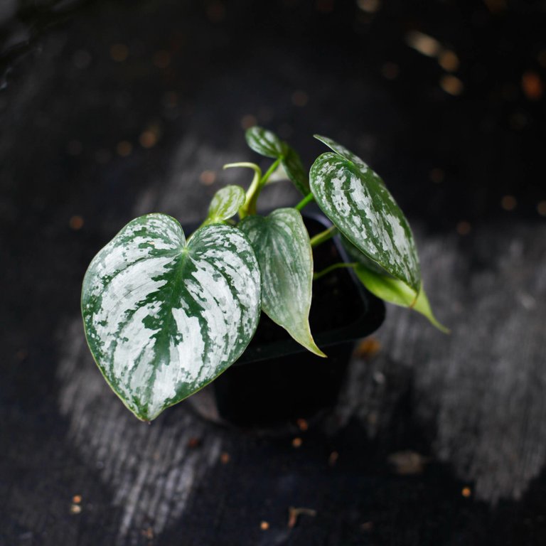 Philodendron brandtianum 6 cm