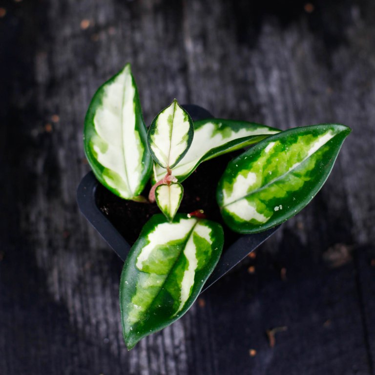 Hoya 'Tricolor' 6 cm - Egenodlad