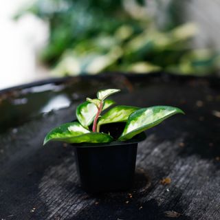 Hoya 'Tricolor' egenodlad