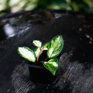 Hoya 'Tricolor' egenodlad