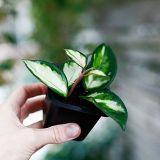 Hoya 'Tricolor' egenodlad