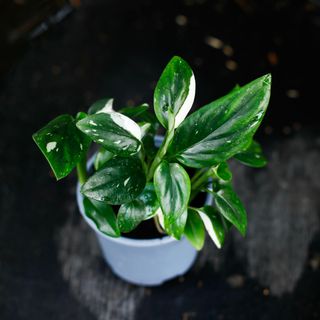 Monstera standleyana egenodlad L