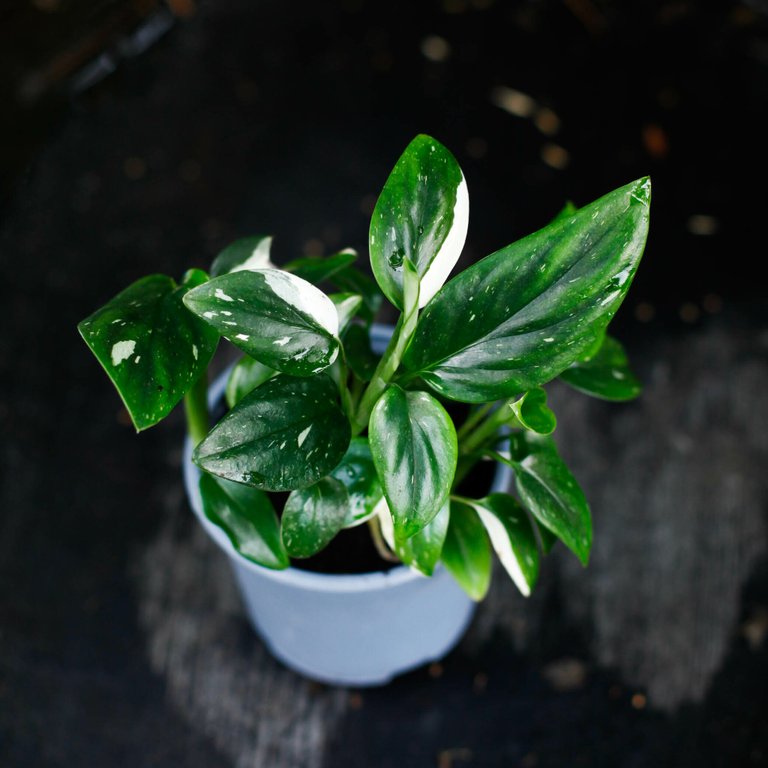 Monstera standleyana 10 cm - Egenodlad