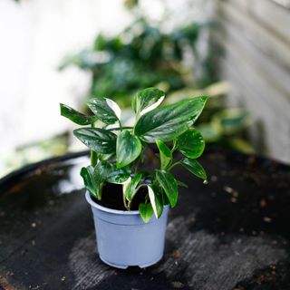 Monstera standleyana egenodlad L