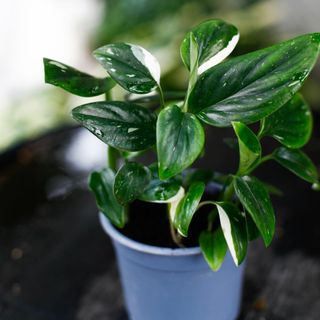 Monstera standleyana egenodlad L