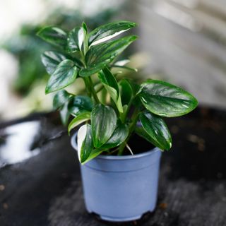 Monstera standleyana egenodlad L