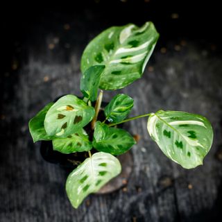 Maranta Leuconeura Variegata egenodlad