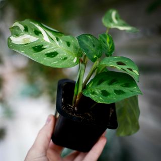 Maranta Leuconeura Variegata egenodlad
