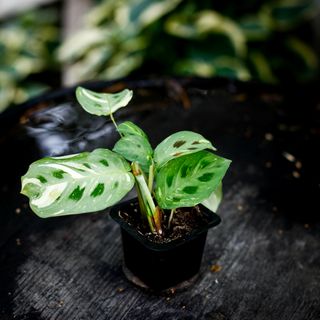 Maranta Leuconeura Variegata egenodlad
