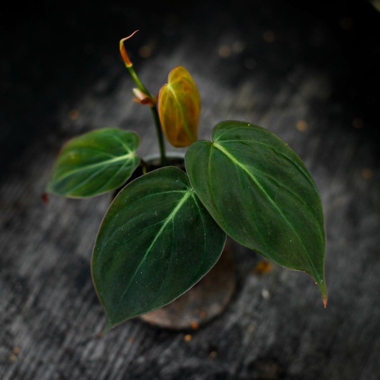 Philodendron micans 6 cm