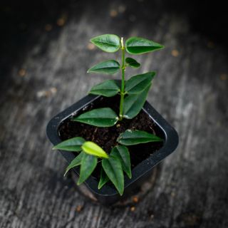 Hoya bella egenodlad