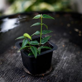 Hoya bella egenodlad