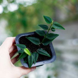 Hoya bella egenodlad