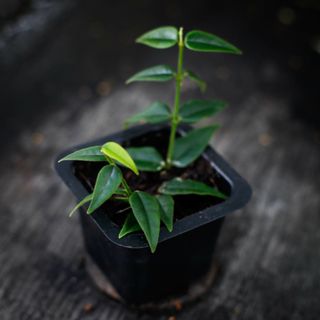 Hoya bella egenodlad