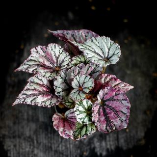 Begonia rex 'Dew Drop'