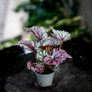 Begonia rex 'Dew Drop'