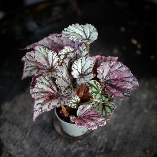 Begonia rex 'Dew Drop'