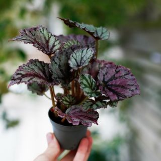 Begonia rex 'Dew Drop'