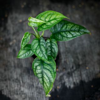 Monstera siltepecana 6 cm