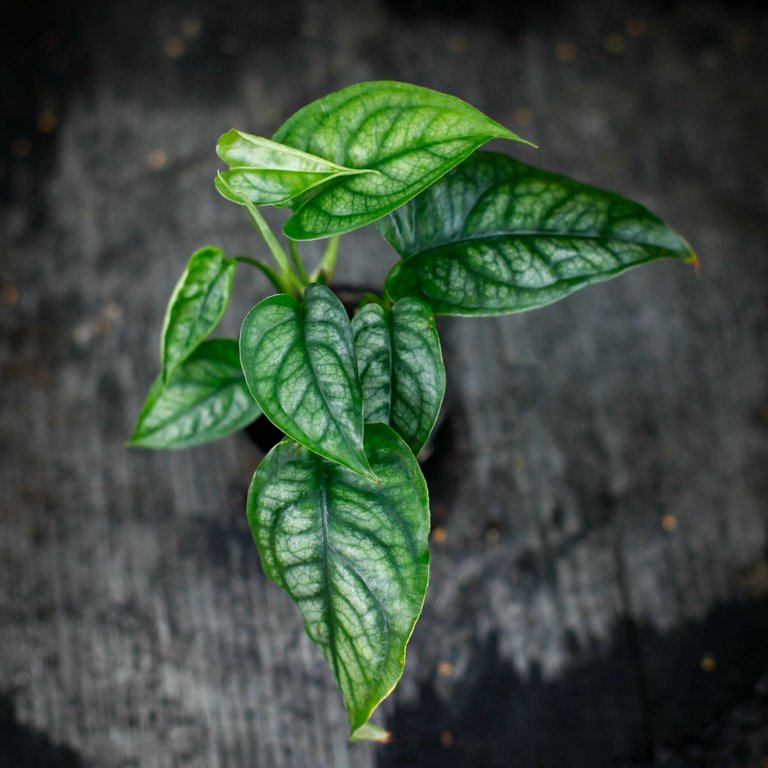 Monstera siltepecana 6 cm
