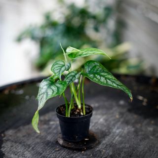 Monstera siltepecana 6 cm