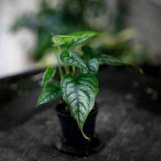 Monstera siltepecana 6 cm