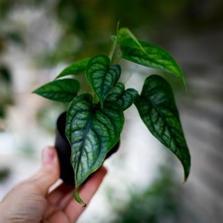 Monstera siltepecana 6 cm