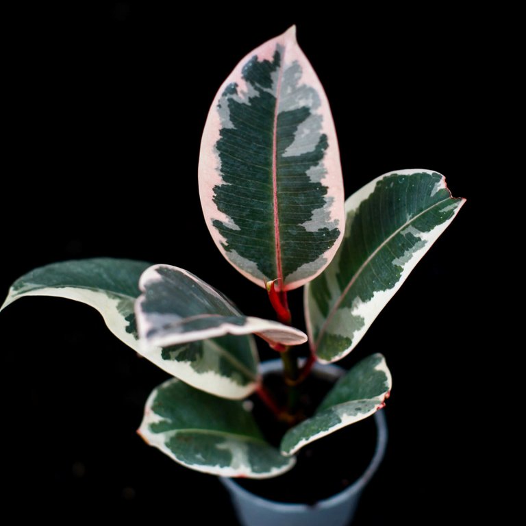 Ficus 'Belize' 6 cm