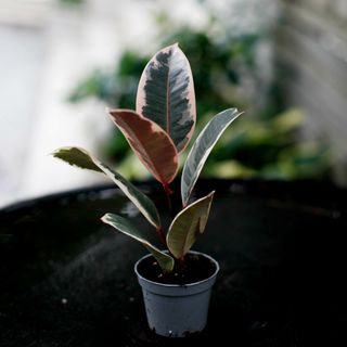 Ficus 'Belize'