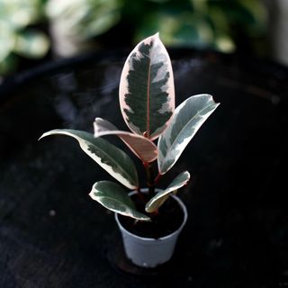 Ficus 'Belize'