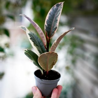 Ficus 'Belize'