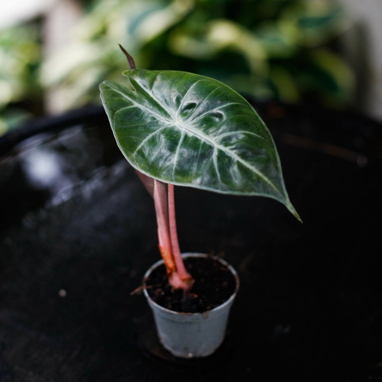 Alocasia 'Pink Dragon' 6 cm