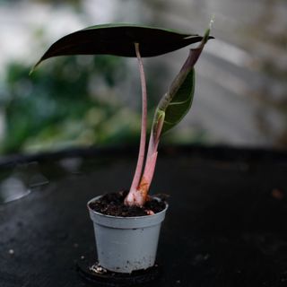 Alocasia 'Pink Dragon'