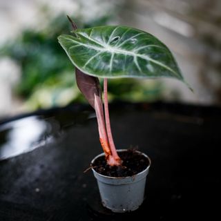 Alocasia 'Pink Dragon'