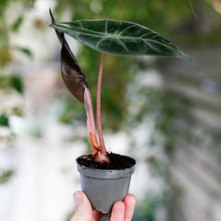 Alocasia 'Pink Dragon'
