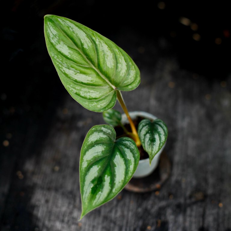 Philodendron mamei 6 cm - Egenodlad