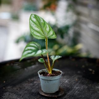 Philodendron mamei egenodlad
