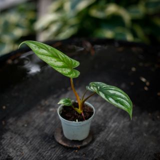 Philodendron mamei egenodlad