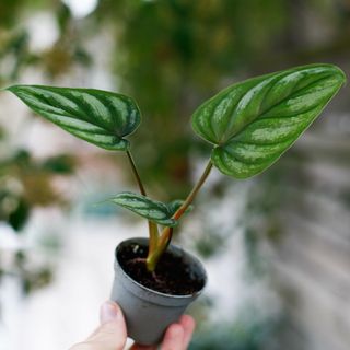 Philodendron mamei egenodlad