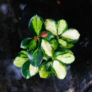 Hoya australis 'Lisa' 12 cm