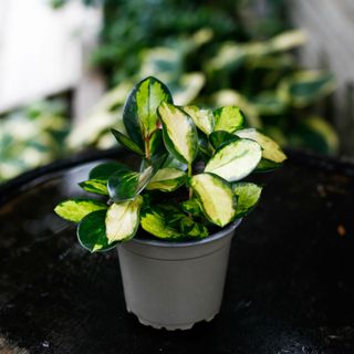 Hoya australis 'Lisa' 12 cm