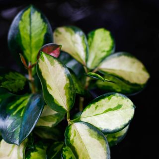 Hoya australis 'Lisa' 12 cm