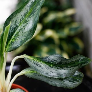 Aglaonema ’Emerald Stone' 12 cm