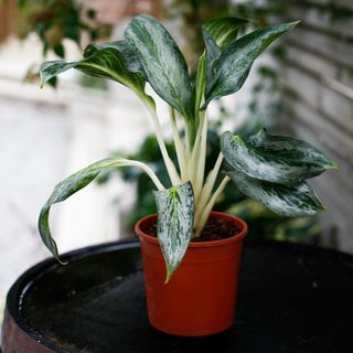 Aglaonema ’Emerald Stone' 12 cm