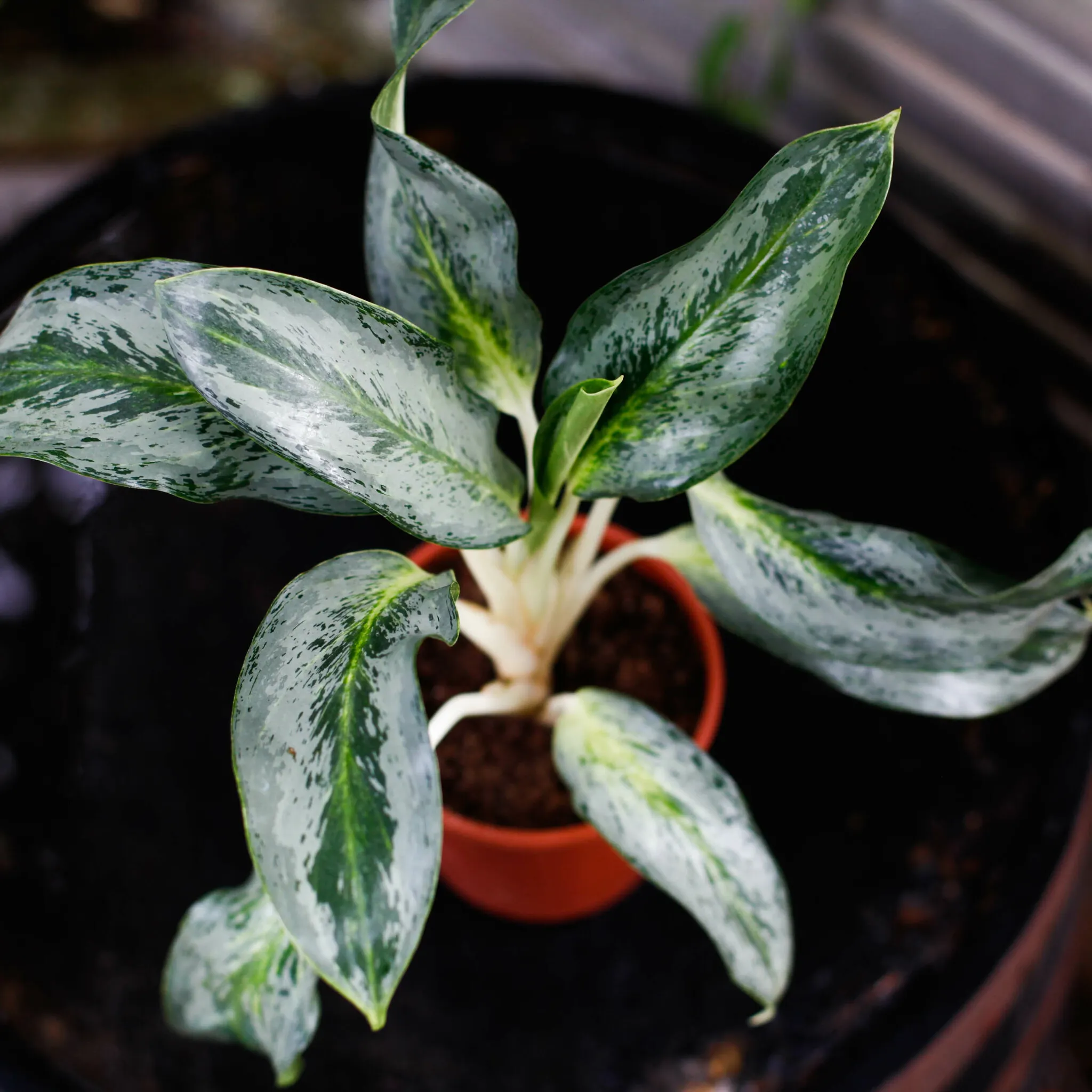 Mörkgrön Aglaonema Emerald Stone för en plats med svagare indirekt ljus