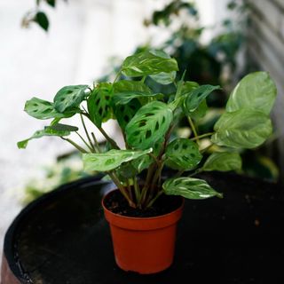 Maranta Leuconeura Variegata 12 cm