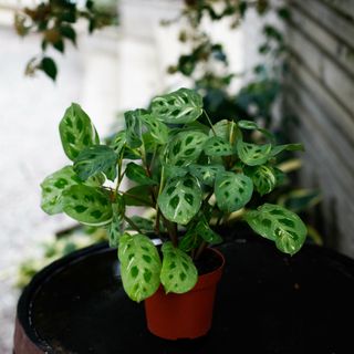 Maranta Leuconeura Variegata 12 cm