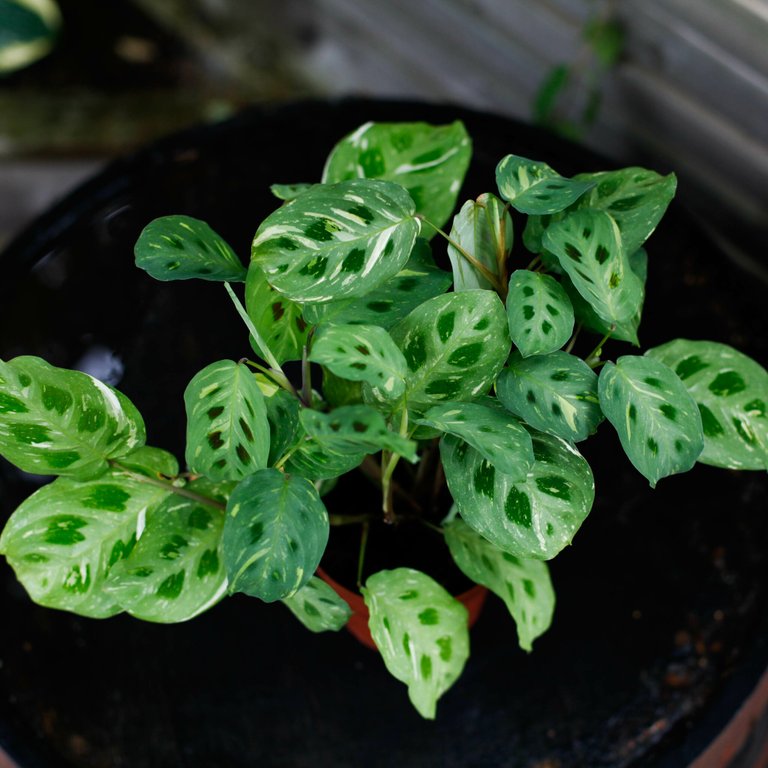 Maranta Leuconeura Variegata 12 cm