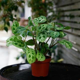 Maranta Leuconeura Variegata 12 cm
