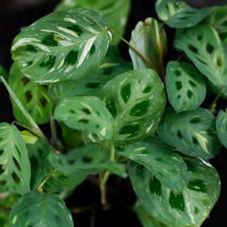 Maranta Leuconeura Variegata 12 cm